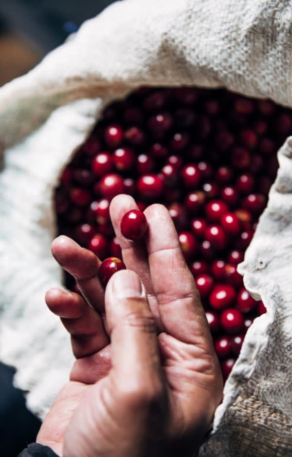 Photograph of Guji coffee cherries