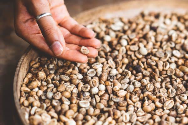 Photograph of Kenya coffee parchment